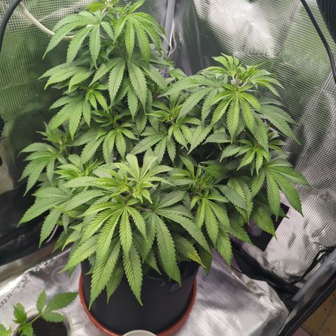 Royal Cheese growlog timeline photo