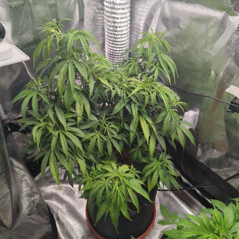 Special Kush #1 growlog timeline photo