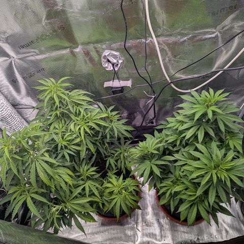 Special Kush #1 growlog timeline photo