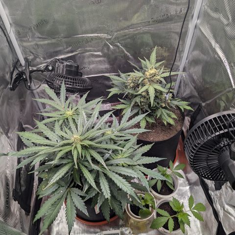 Royal Cheese growlog timeline photo