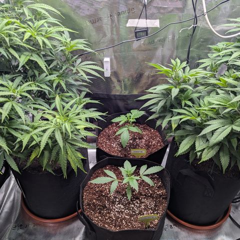 Special Kush #1 growlog timeline photo