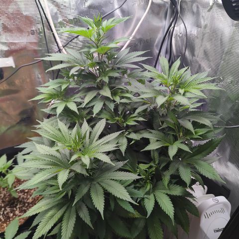 Royal Cheese growlog timeline photo