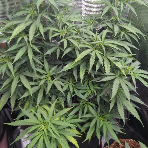 Special Kush #1 growlog timeline photo