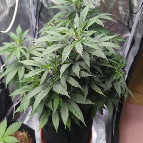 Royal Cheese growlog timeline photo