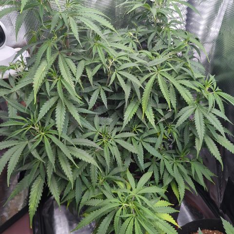 Special Kush #1 growlog timeline photo