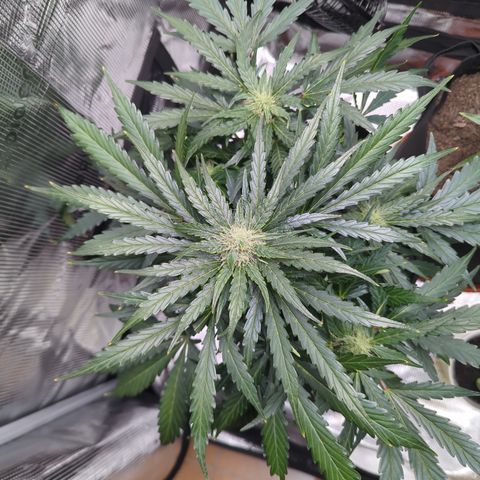Blue Cheese Automatic growlog timeline photo