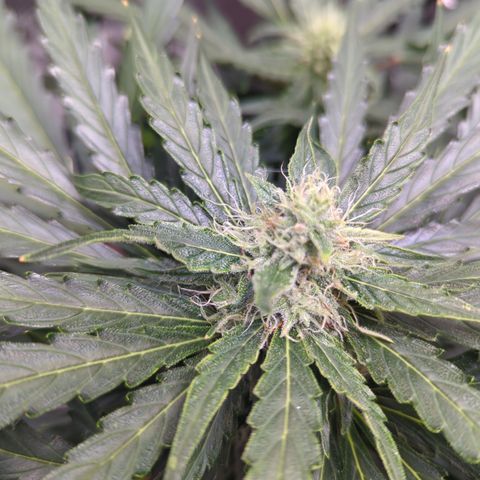 Blue Cheese Automatic growlog timeline photo