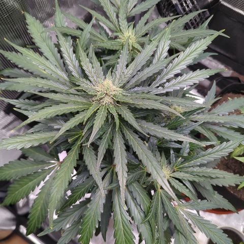 Blue Cheese Automatic growlog timeline photo