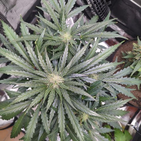 Blue Cheese Automatic growlog timeline photo