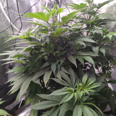 Royal Cheese growlog timeline photo