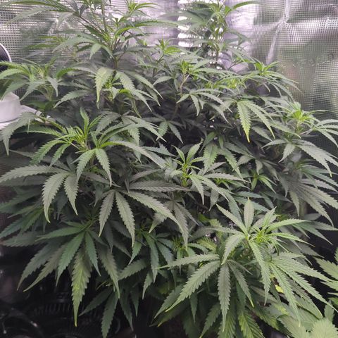 Special Kush #1 growlog timeline photo