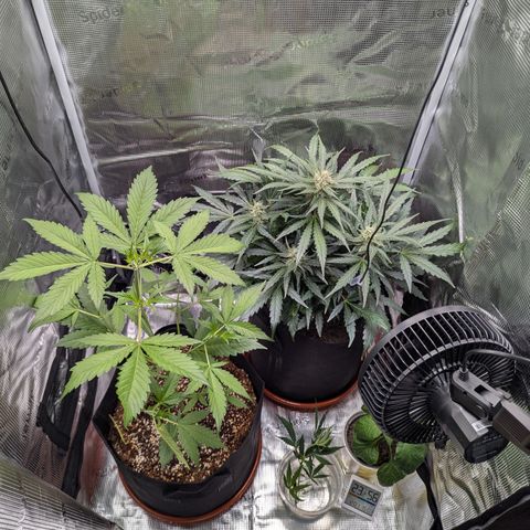 Blue Cheese Automatic growlog timeline photo