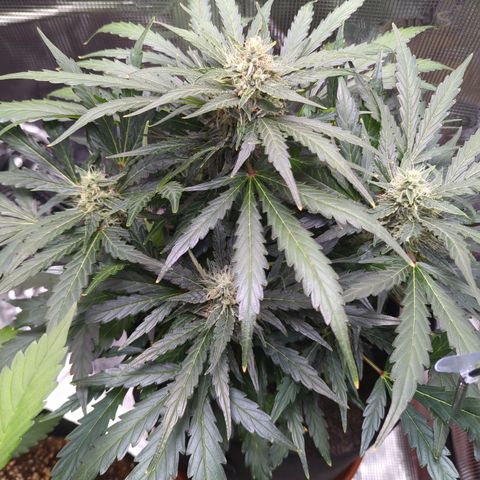 Blue Cheese Automatic growlog timeline photo