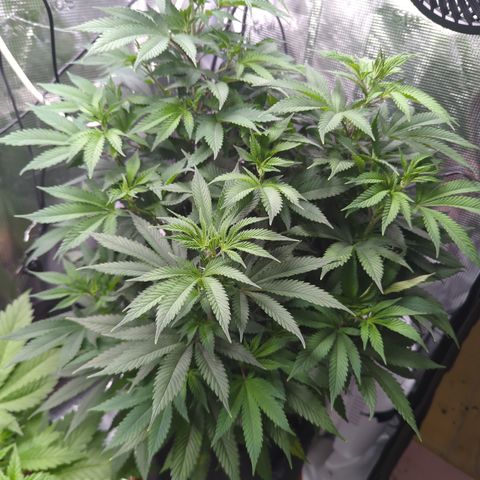 Royal Cheese growlog timeline photo