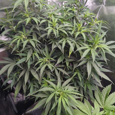 Special Kush #1 growlog timeline photo