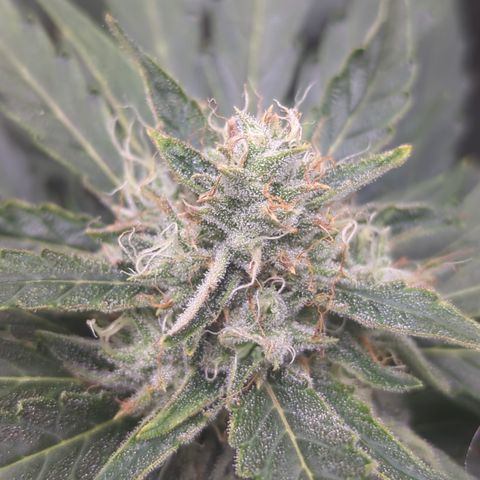 Blue Cheese Automatic growlog timeline photo