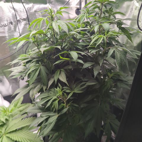 Royal Cheese growlog timeline photo
