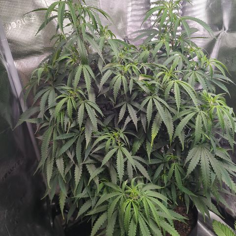 Special Kush #1 growlog timeline photo