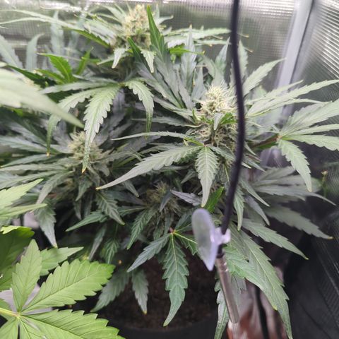 Blue Cheese Automatic growlog timeline photo