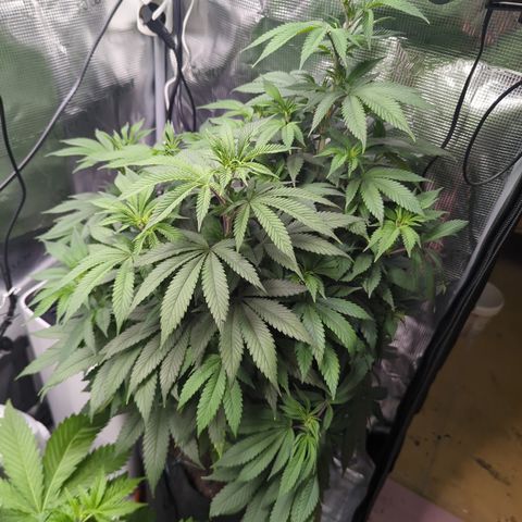 Royal Cheese growlog timeline photo
