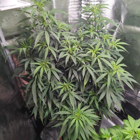 Special Kush #1 growlog timeline photo