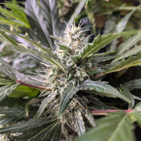 Blue Cheese Automatic growlog timeline photo