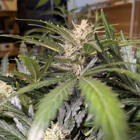 Blue Cheese Automatic growlog timeline photo