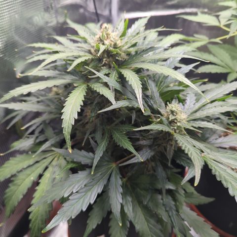 Blue Cheese Automatic growlog timeline photo