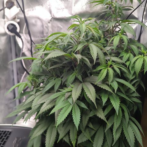 Royal Cheese growlog timeline photo
