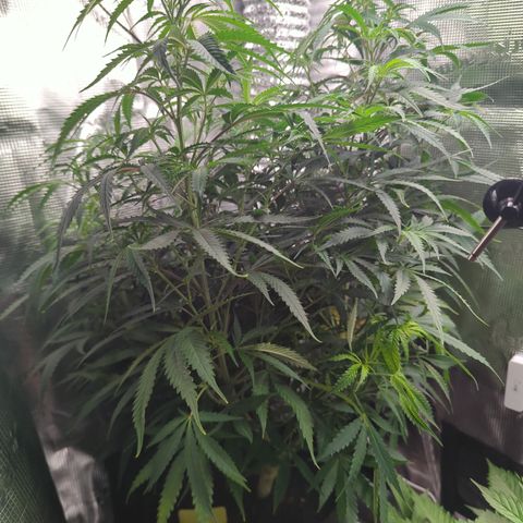 Special Kush #1 growlog timeline photo