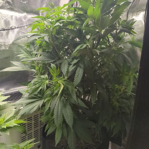 Royal Cheese growlog timeline photo