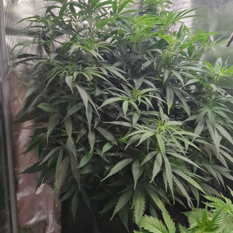 Special Kush #1 growlog timeline photo