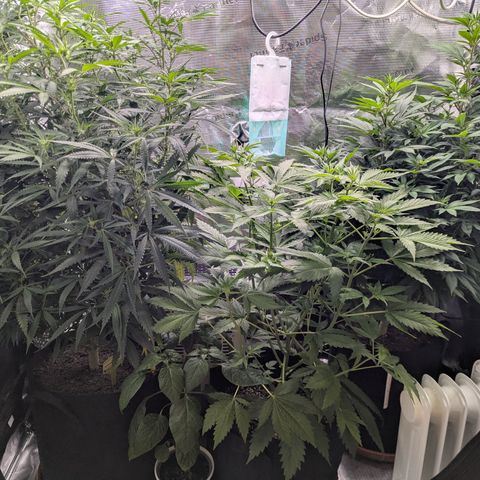 Special Kush #1 growlog timeline photo