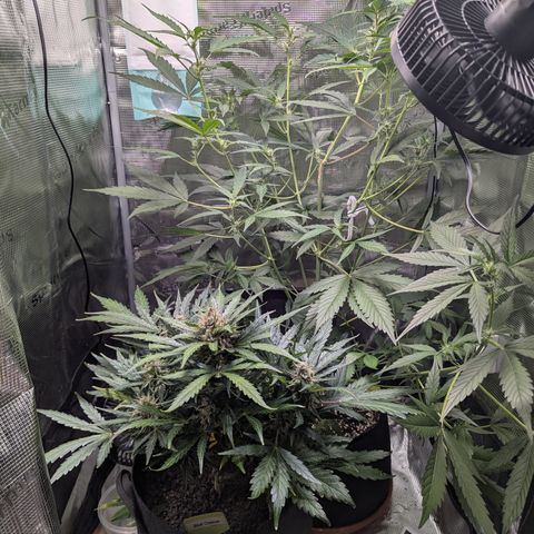 Blue Cheese Automatic growlog timeline photo