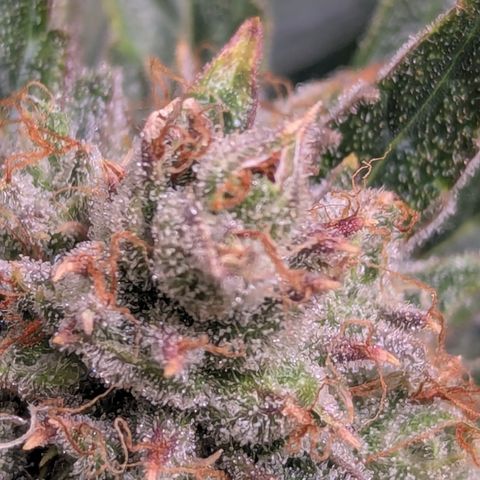 Blue Cheese Automatic growlog timeline photo