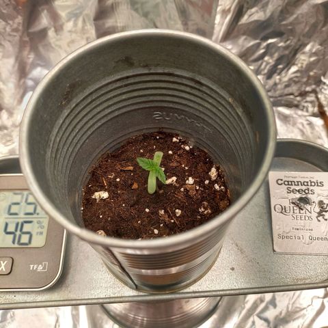 Sophie growlog timeline photo