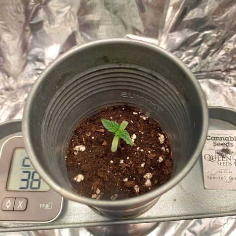 Sophie growlog timeline photo