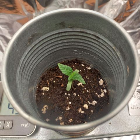 Sophie growlog timeline photo