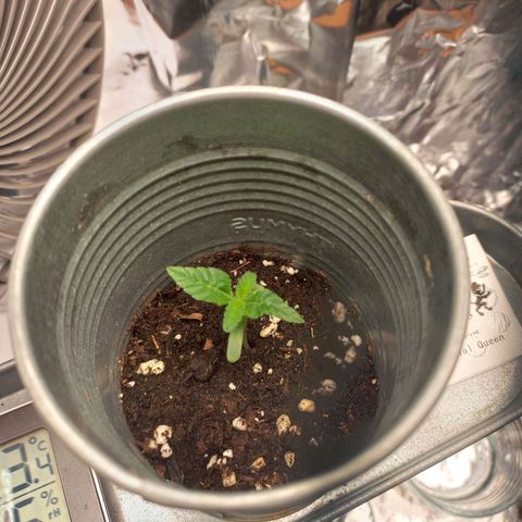 Sophie growlog timeline photo