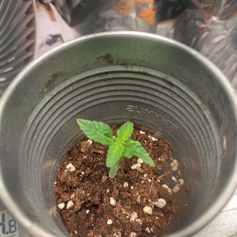 Sophie growlog timeline photo
