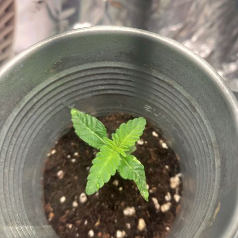 Sophie growlog timeline photo