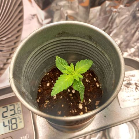 Sophie growlog timeline photo