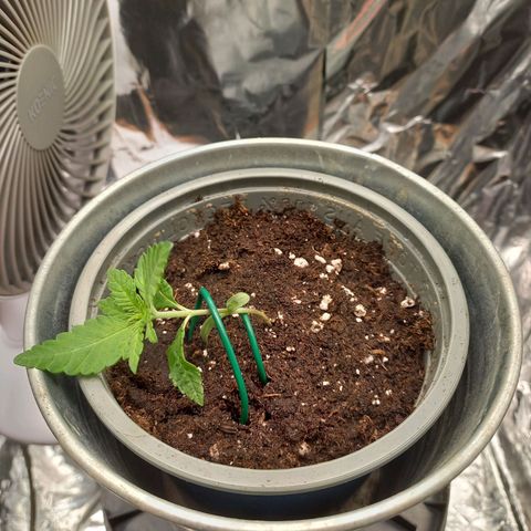 Sophie growlog timeline photo