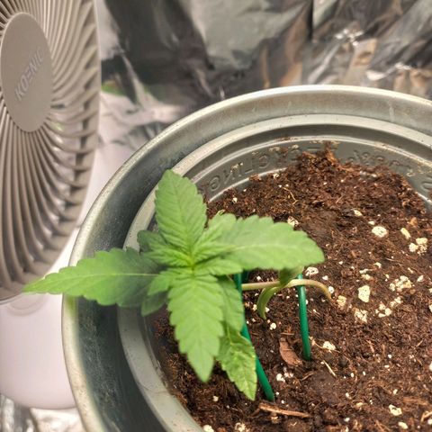 Sophie growlog timeline photo