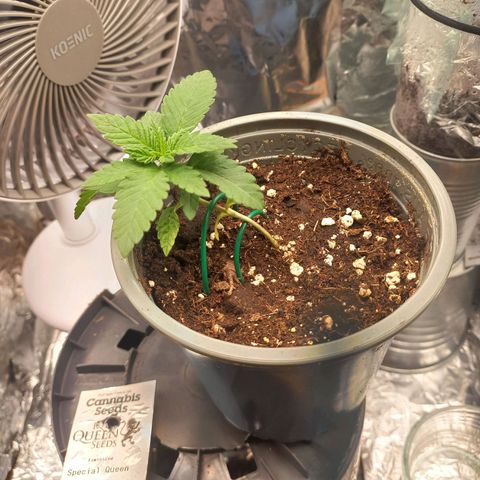 Sophie growlog timeline photo