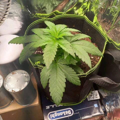 Sophie growlog timeline photo