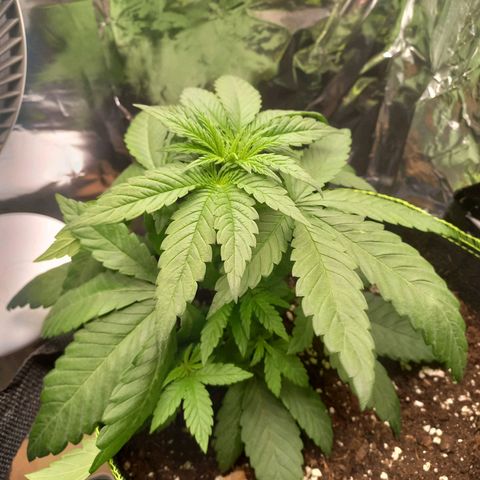 Sophie growlog timeline photo