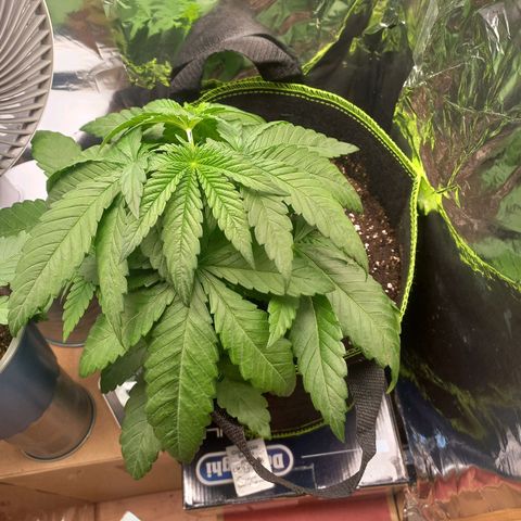 Sophie growlog timeline photo
