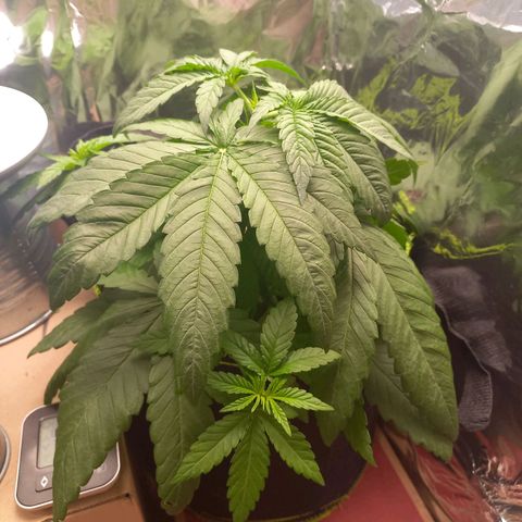 Sophie growlog timeline photo