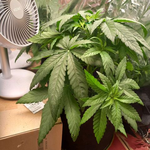 Sophie growlog timeline photo
